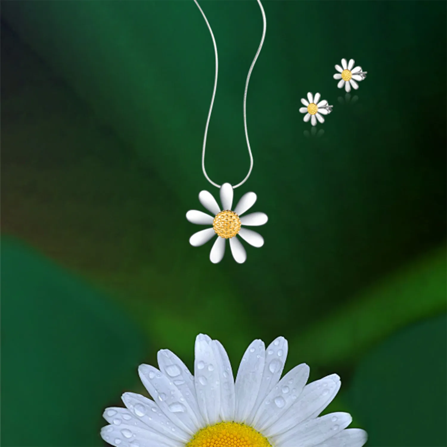 Daisy Collection